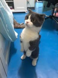 Very playful munchkins trained to use the toilets on their own. So How Much Smaller Is A Munchkin Cat Than A Normal Cat Munchkin Cat Guide