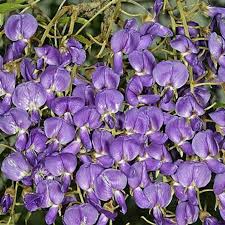 Image result for Bolusanthus