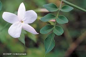 Image result for Jasminum grandiflorum