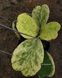 How to grow hoya kerrii from leaf. Hoya Kerrii Spot Leaves Margin Hoya Plants Houseplant Aesthetic Hoya Plant