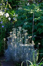 Image result for Helichrysum aureum