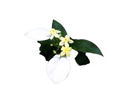 Image result for Mussaenda