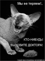 Котоматрица: Мы ее теряем!.. КТО-НИБУДЬ! ВЫЗОВИТЕ ДОКТОРА!