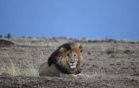 The real lion king gold band (cambridge reading adventures). Giles Clark A Twitter This Is Scar Male Lions Are Immensely Powerful But Their Reign Is Often Tied To A Coalition With Other Males Usually Brothers Otherwise It S Short Lived Nofilter