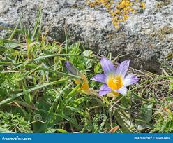 Image result for Romulea