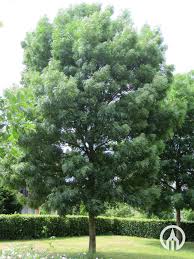 Image result for Fraxinus angustifolia