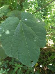 Image result for Pterygota mildbraedii
