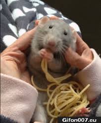 Funny Mouse Eating Spaghetti Video Gif Video Cute Funny Animals Cute Rats Funny Animals