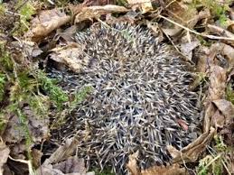 Was Tun Wenn Man Einen Igel Im Winterschlaf Entdeckt Garteninspektor Com
