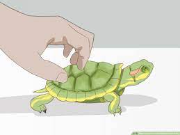 How To Care For A Red Eared Slider Turtle (With Pictures)