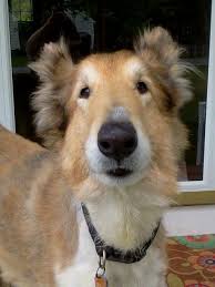 collin s collie fred dogs collie corgi