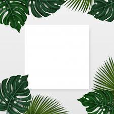 Diseño, hojas de palmeras tropicales de fondo con nota de tarjeta ...