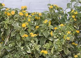 Image result for Lantana camara