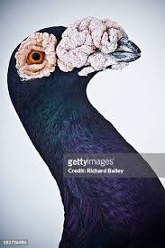 English Carrier Pigeon - Wikipedia