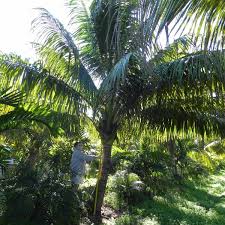 Green Malayan Palm | Cocos Nucifera | Palmco - Wholesale Palms, Florida