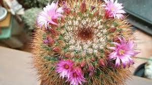 Mammillaria spinosissima, 'red headed', 'spiny pincushion', comes in a 3.5 pot. My Mammillaria Spinosissima Red Headed Irishman In Pretty Pink Flower Youtube