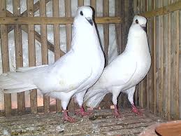 Siapa burung merpati yang adu ketangkasan terbang? Jenis Jenis Merpati Lokal Endemik Indonesia Pawiro Bird Farm Dove And Pigeon Breeder