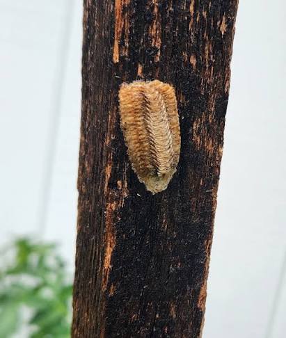 What is this nest or eggsac on my tomato stake?