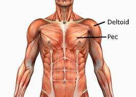 Human Anatomy Muscles How Muscles Are Named Why