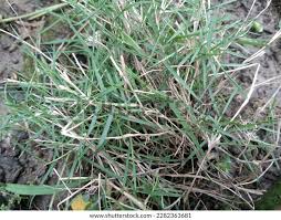 Image result for Panicum repentellum