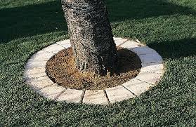 Pave Tour D Arbre Cloitre Sienne Bordure Jardin Bois Decoration Jardin Terrasse Jardin