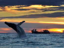 virginia beach in winter? whale yes