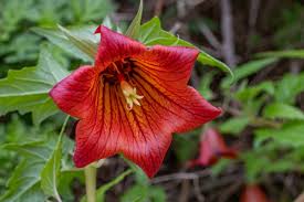 Image result for Canarina