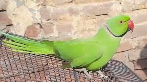 Many even become accomplished singers. Parrot Talking On Cage Talking Parrots Parrot Cage