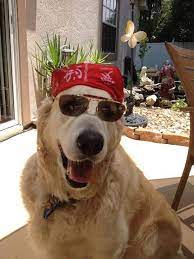 Whats Up Man Hey Dude Jack Are You There Are You Hiding Rocker Dog Dogs Golden Retriever Cool Pets