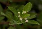 Image result for Lippia javanica