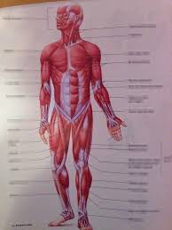 The anterior muscles of the torso (trunk) are those on the front of the body, including the muscles of the chest, abdomen, and pelvis. Torso Muscles Anterior View Diagram Quizlet