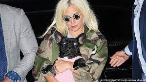 Lady gaga had on friday repeated her offer of a us$500,000 reward for the return of her dogs, named koji and gustav, with no questions asked. Lady Gaga S Suspected Dognappers Charged News Dw 30 04 2021