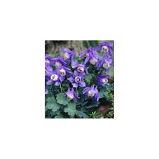 Image result for Aquilegia flabellata ministar