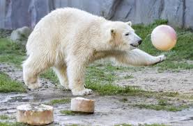 Resultado de imagen de fotos de animales en peligro de extinción