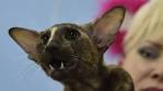 25 of the cutest bat species | MNN - Mother Nature Network