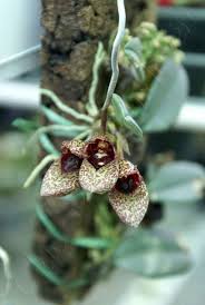 Image result for Bulbophyllum josephi