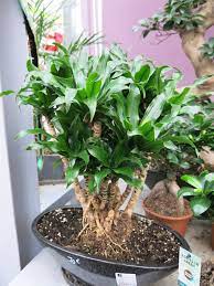 Plants are posted neatly wrapped with padding to ensure a safe arrival. 11 Awesome Plants For Chameleon Habitats Reptile Advisor