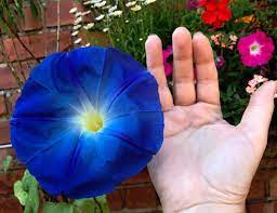 Giant Japanese Morning Glory Blue Ocean Akatsuki No Umi Rare Flowers Morning Glory Flowers Morning Glory Seeds
