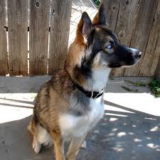 Search for instant quality results at helping.com. Blue Eyes White Husky German Shepherd Mix Novocom Top