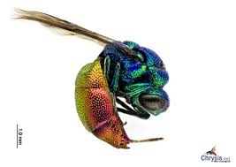 Image result for Entada chrysostachys