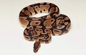 Boa Constrictor Facts Lovetoknow World Animal Protection Ball Python Animals Of The World
