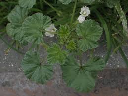 Image result for Malva