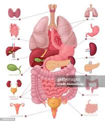 Image result for internal organs