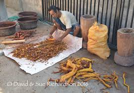 Image result for Morinda