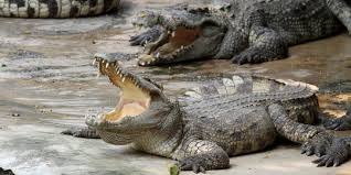 Check spelling or type a new query. Nekat Duel Dengan Buaya Sapriadi Kalah Dan Luka Parah Di Leher Merdeka Com