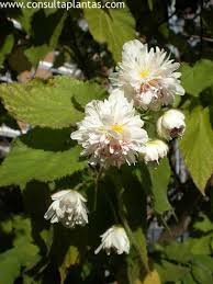 Image result for Sparrmannia