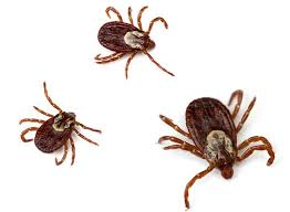 Maybe you would like to learn more about one of these? Get To Know Your Backyard Ticks