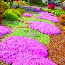Purple carpet creeping thyme is smothered in stunning purple flowers at the ends of the stems from early to mid summer. Lowest Price 100 Creeping Thyme Bonsai Flower Flores Rock Cress Ground Cover Plantas Carpet Evergreen Plant Easy To Grow For Gar Buy At The Price Of 0 26 In Aliexpress Com Imall Com