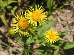 Image result for Pentanema indicum