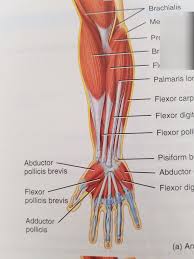 This hd wallpaper muscles of arm diagram has viewed by 681 users. A P Distal Arm Muscles Diagram Quizlet